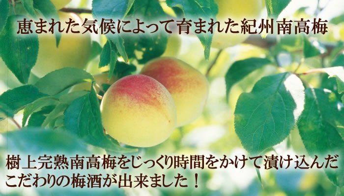 長寿を願い、『ありがとう』の気持ちを添えて、敬老の日の贈り物はいかがですか。お世話になった方へのギフト、内祝などにも最適です。
