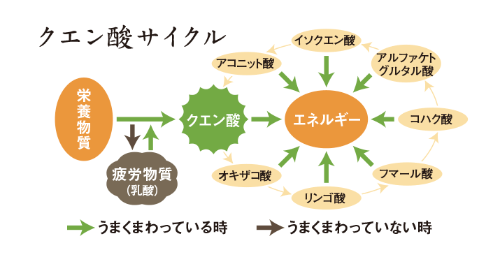 クエン酸サイクル