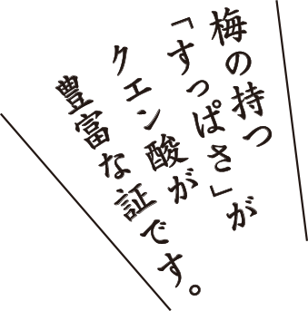 梅の持つ「すっぱさ」がクエン酸が豊富な証です。