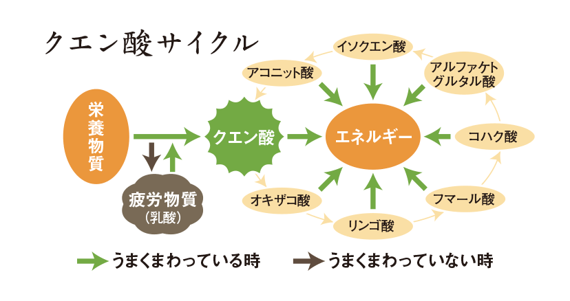 クエン酸サイクル