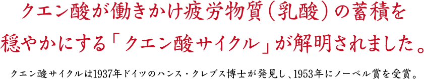 クエン酸が働きかけ疲労物質（乳酸）の蓄積を穏やかにする「クエン酸サイクル」が解明されました。クエン酸サイクルは1937年ドイツのハンス・クレブス博士が発見し、1953年にノーベル賞を受賞。