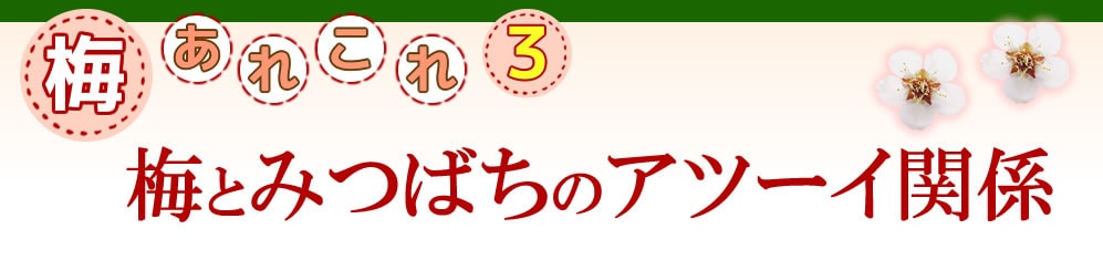 梅あれこれ　梅とみつばちのアツーイ関係