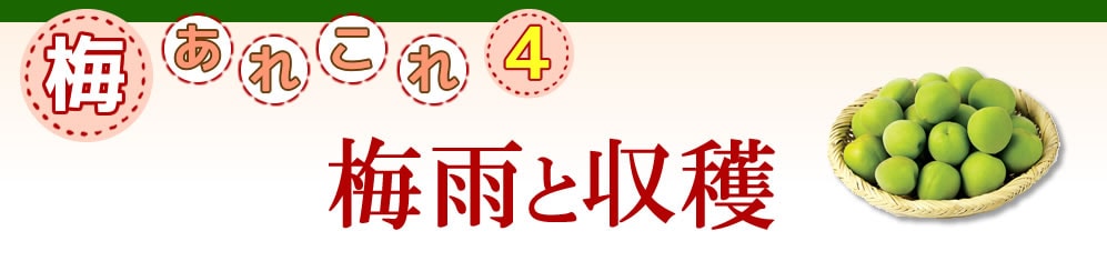 梅あれこれ　梅雨と収穫